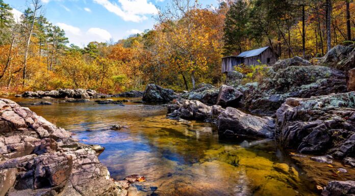 Scopri la foresta più grande del Missouri (e ciò che vive al suo interno)
