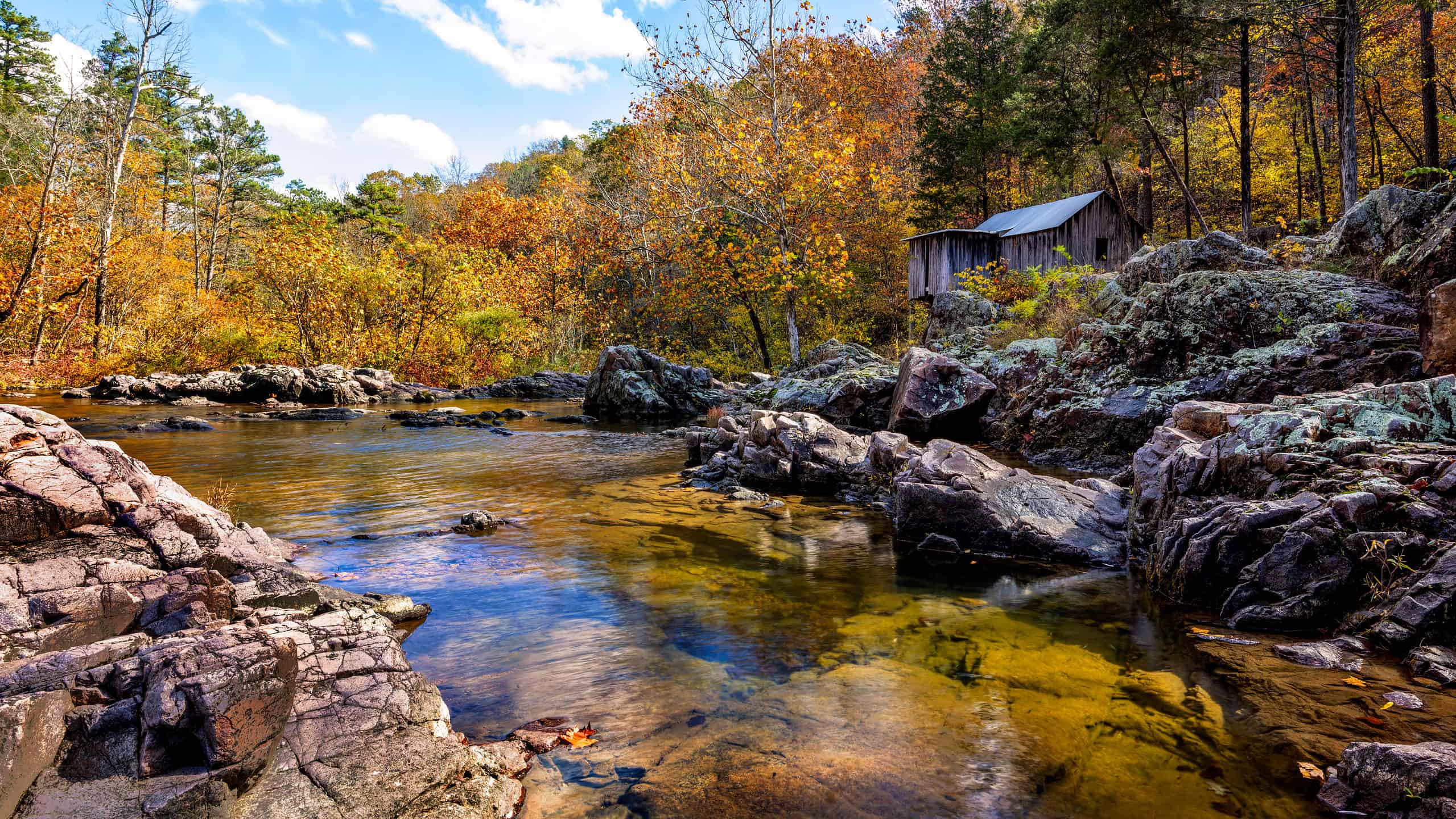 Scopri la foresta più grande del Missouri (e ciò che vive al suo interno)