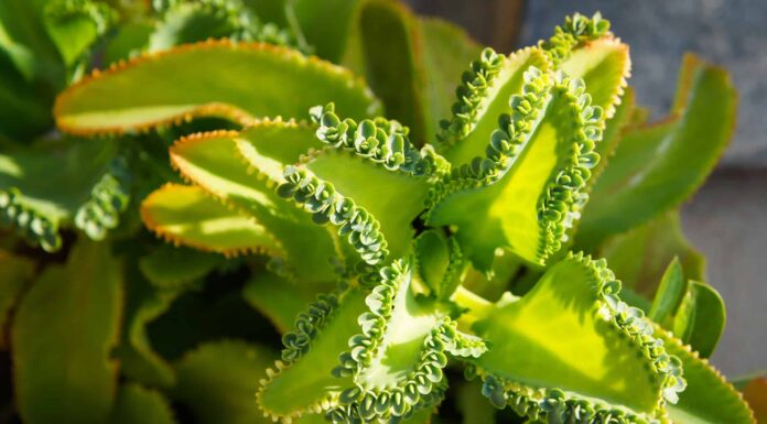 Appendere una pianta madre di migliaia: consigli e idee
