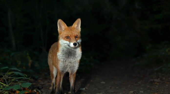 Volpi in Pennsylvania: 2 tipi e dove vivono
