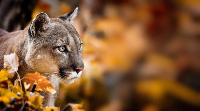 Il Missouri diventerà il sedicesimo stato degli Stati Uniti con i leoni di montagna in roaming?
