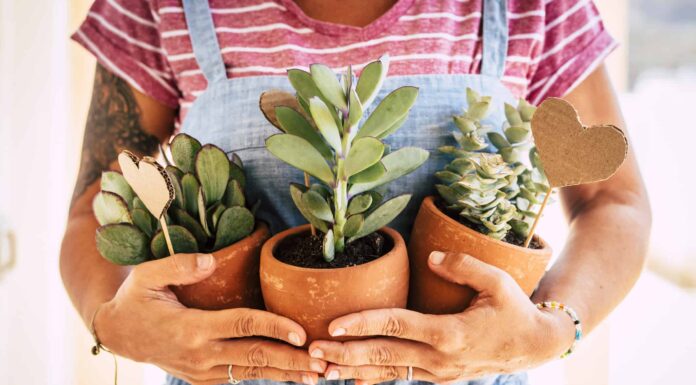 Cura succulenta in primavera: tutto ciò che devi sapere
