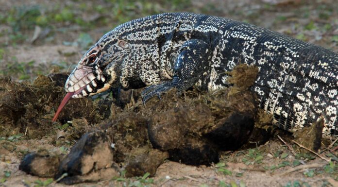 Tegu bianco e nero argentino
