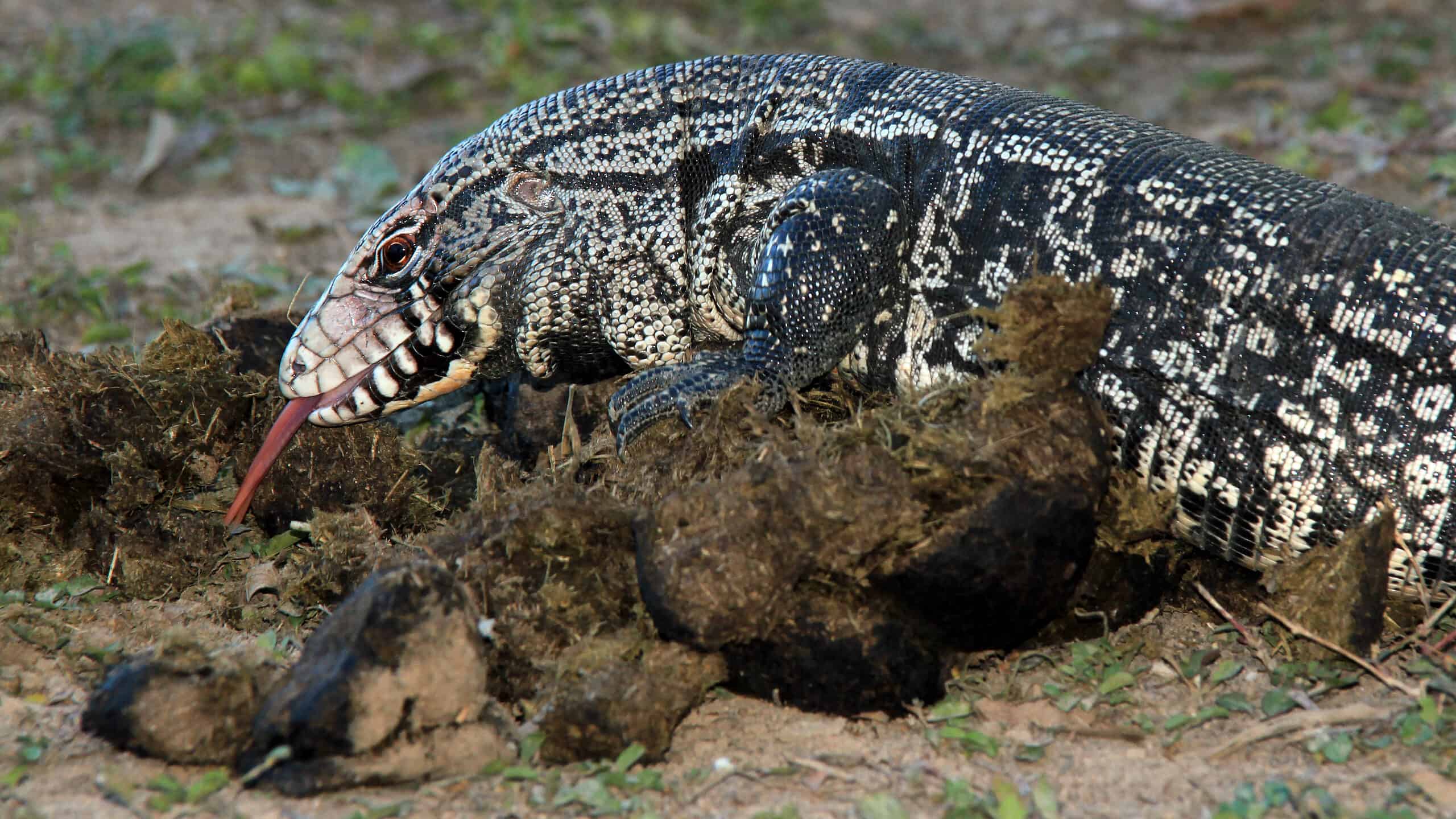 Tegu bianco e nero argentino