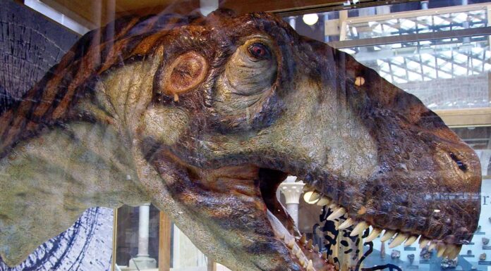 Scopri i 10 nomi di dinosauri più lunghi
