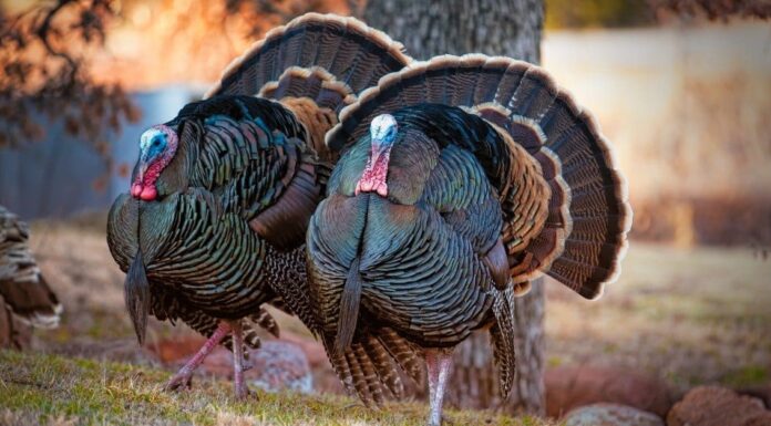 turkeys roaming in the wild