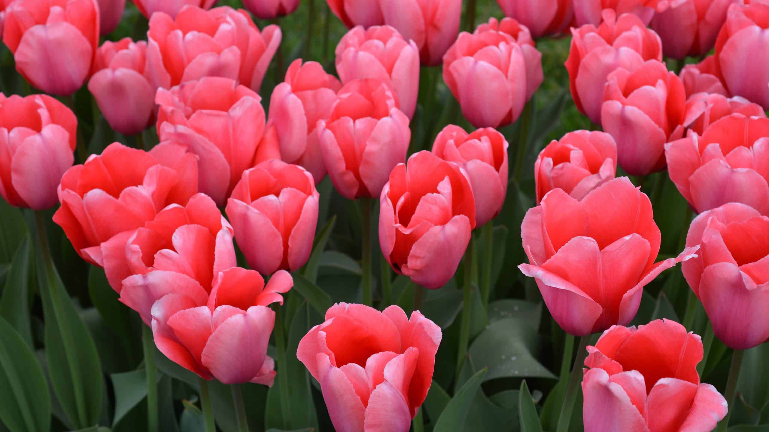 6 tulipani che crescono magnificamente in West Virginia