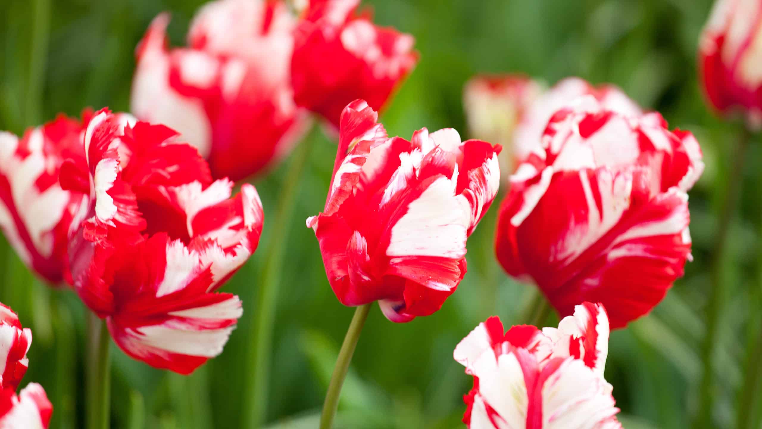 8 tulipani che prosperano a Washington