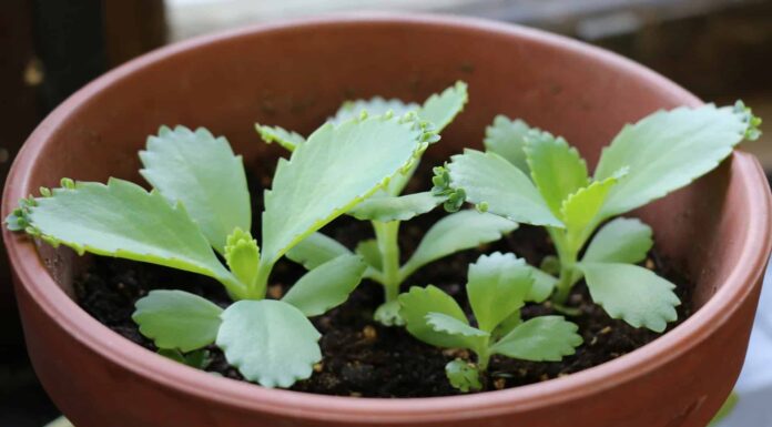 close up of edge of leaves on mother of thousands