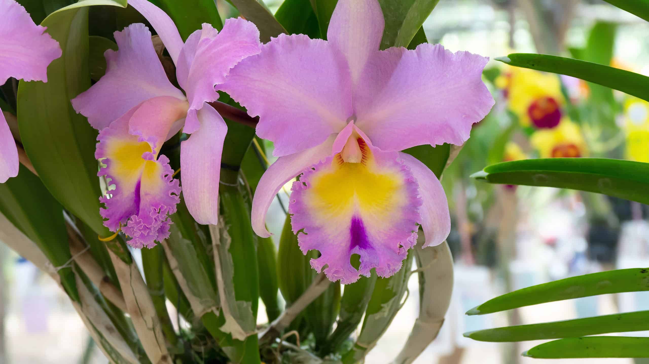 Scopri il fiore nazionale del Venezuela: l'orchidea Cattleya Mossiae
