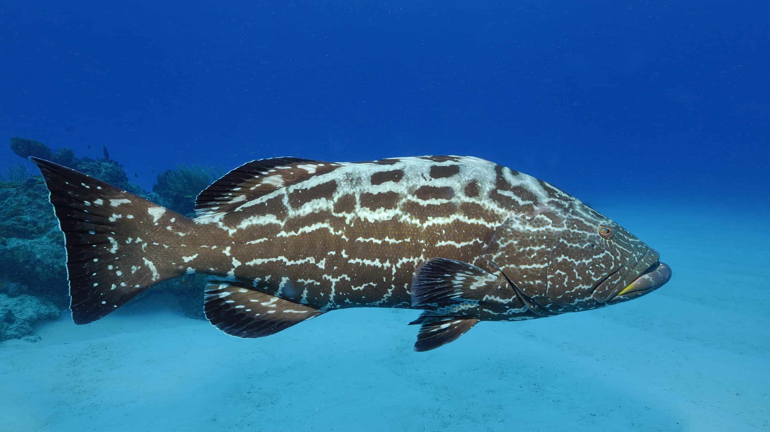 Scopri la più grande cernia nera mai catturata in Florida