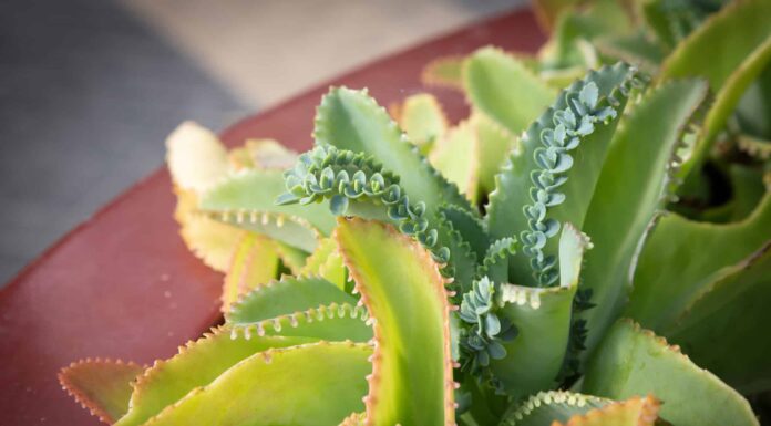 Madre crescente di migliaia al chiuso
