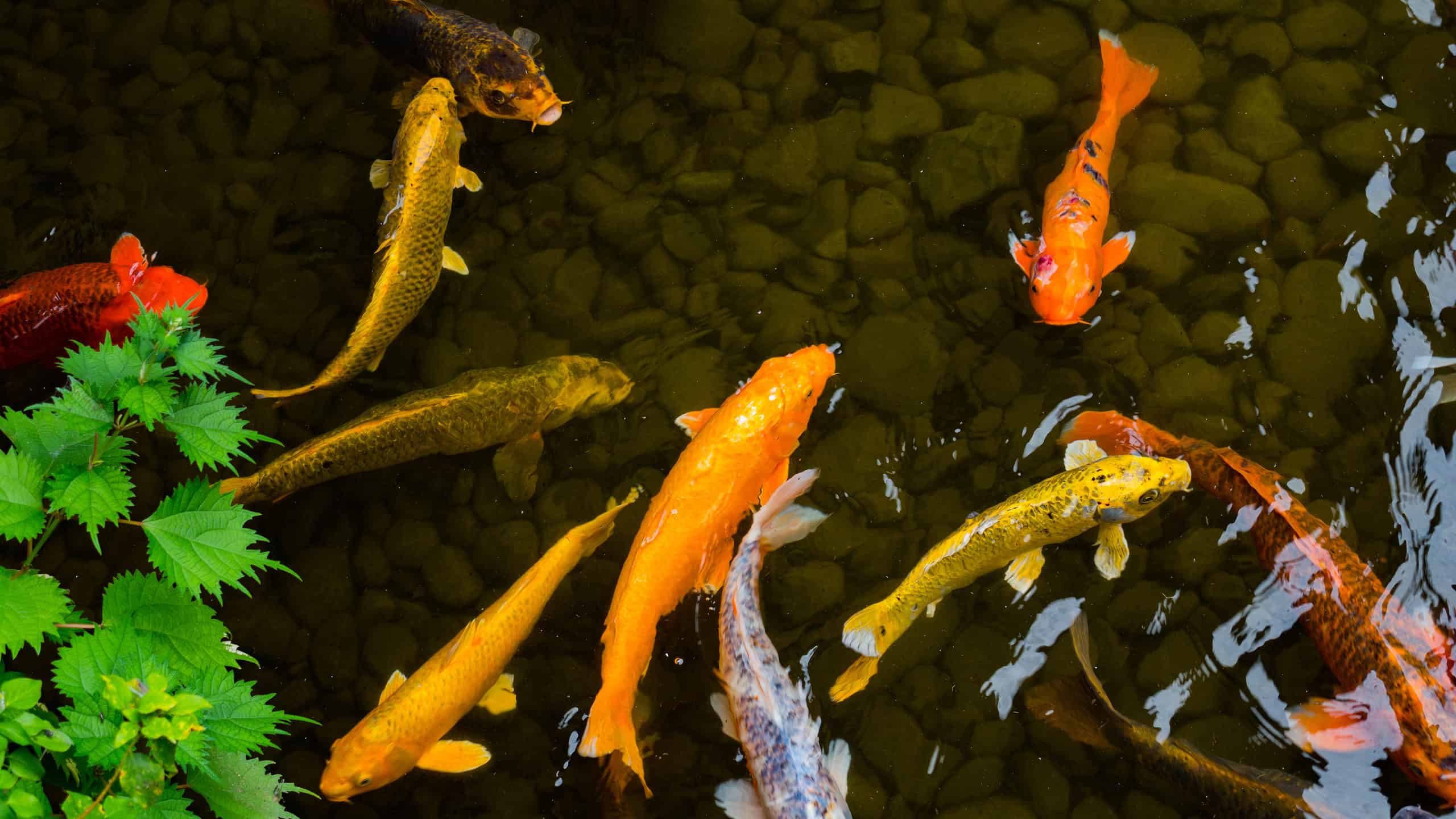 Scopri 8 pesci spettacolari trovati in Indonesia