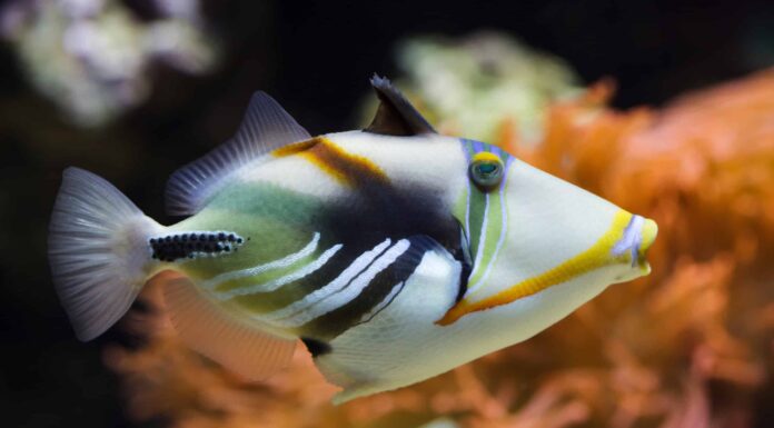 Scopri 8 pesci spettacolari trovati in Senegal
