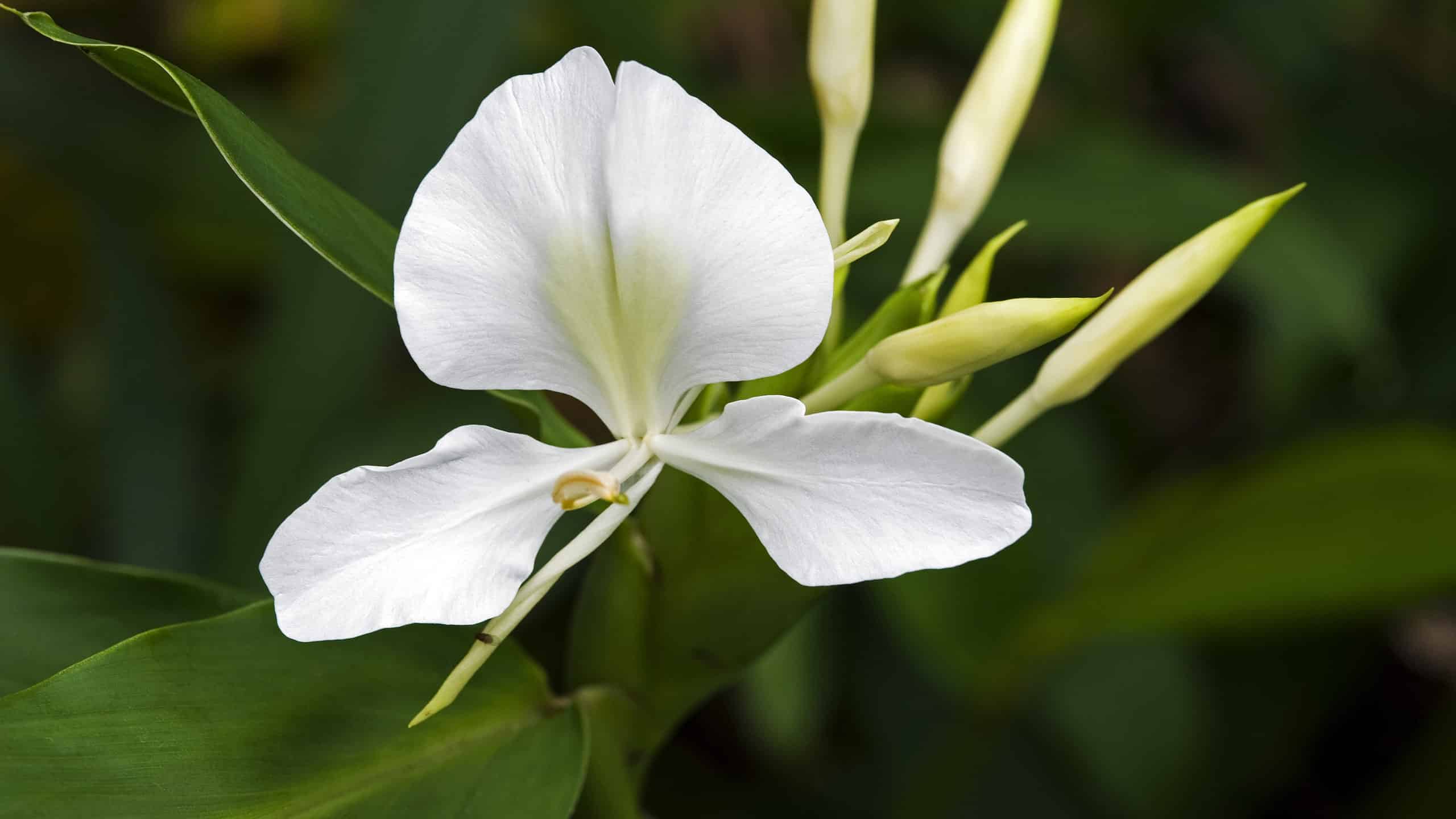 Scopri Il Fiore Nazionale di Cuba: Hedychium Coronarium