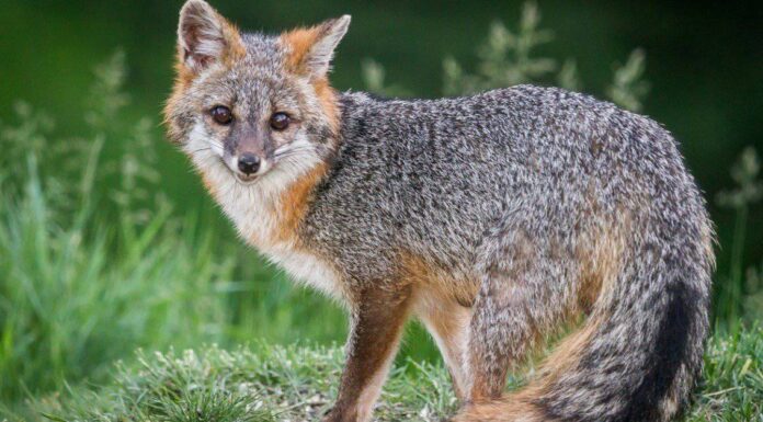 Volpi in Mississippi: tipi e dove vivono
