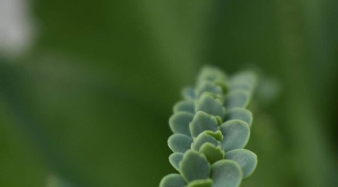 Madre di migliaia di propagazione delle piante: una guida pratica
