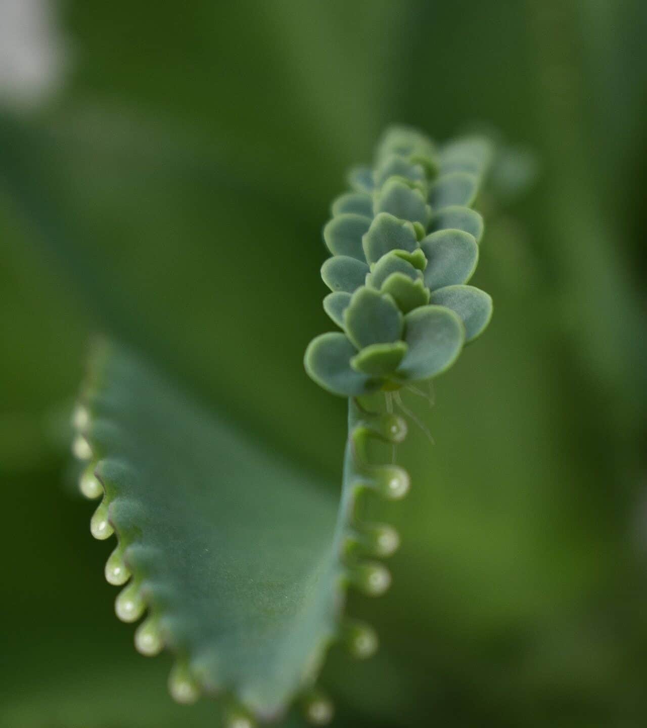 Madre di migliaia di propagazione delle piante: una guida pratica