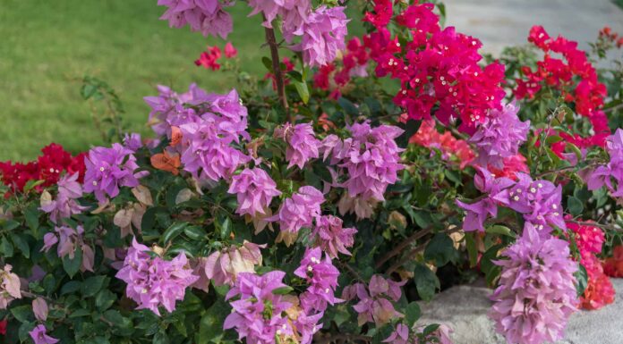 Scopri il fiore nazionale della Repubblica Dominicana: la rosa di Bayahibe
