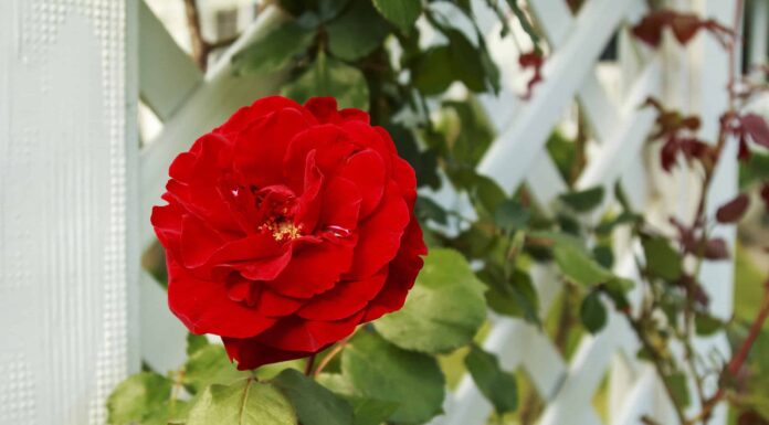 Come coltivare rose rampicanti su un traliccio
