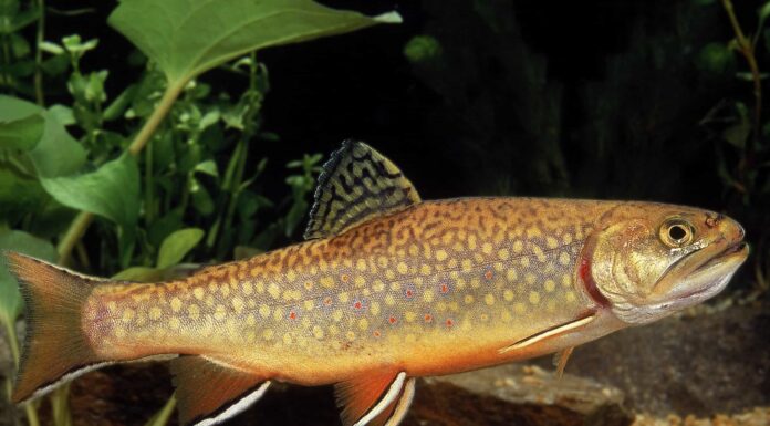 Scopri la più grande trota di fiume mai catturata in California

