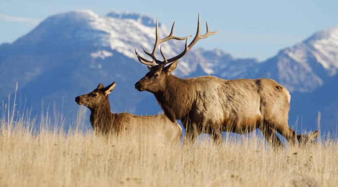Scopri l'alce più grande mai catturato in Arizona
