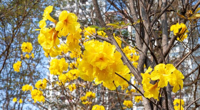 Scopri il fiore nazionale del Brasile: la tromba d'oro
