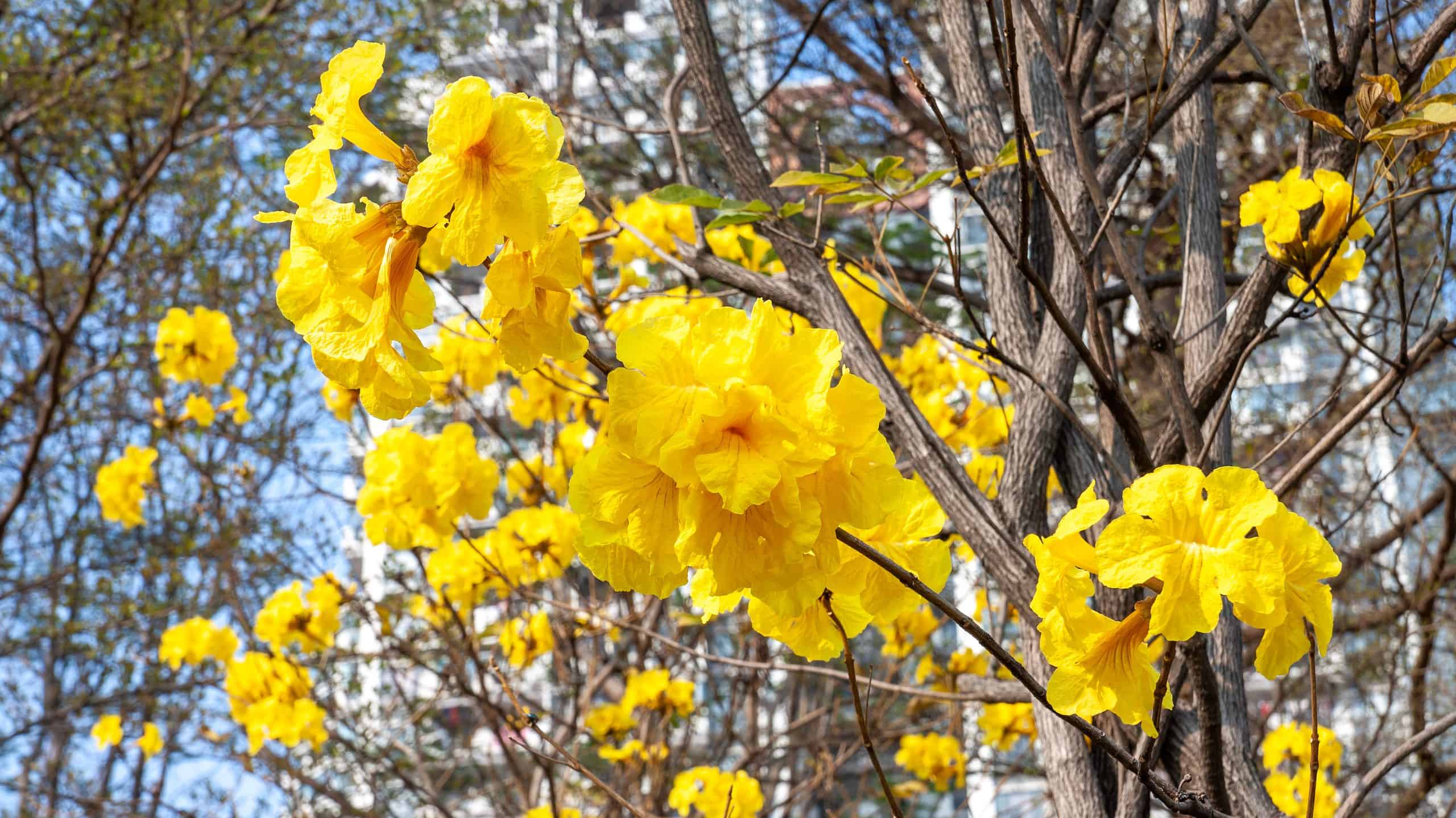Scopri il fiore nazionale del Brasile: la tromba d'oro