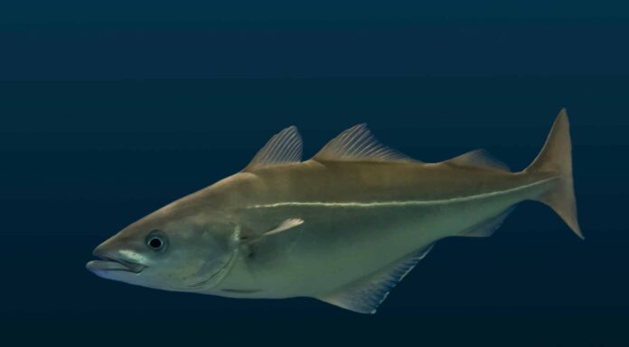 Scopri il Pollock più grande mai catturato nel Maine
