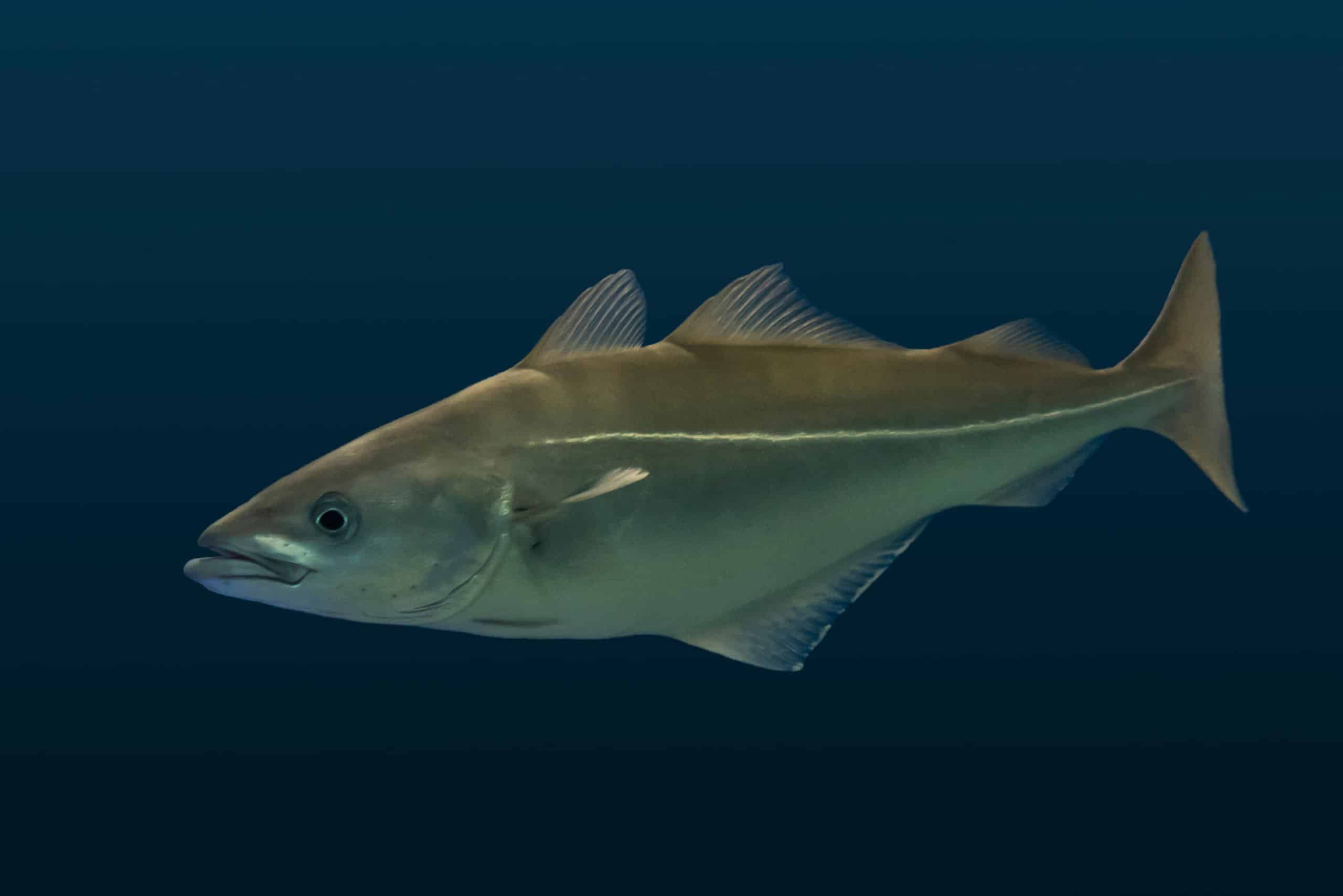 Scopri il Pollock più grande mai catturato nel Maine