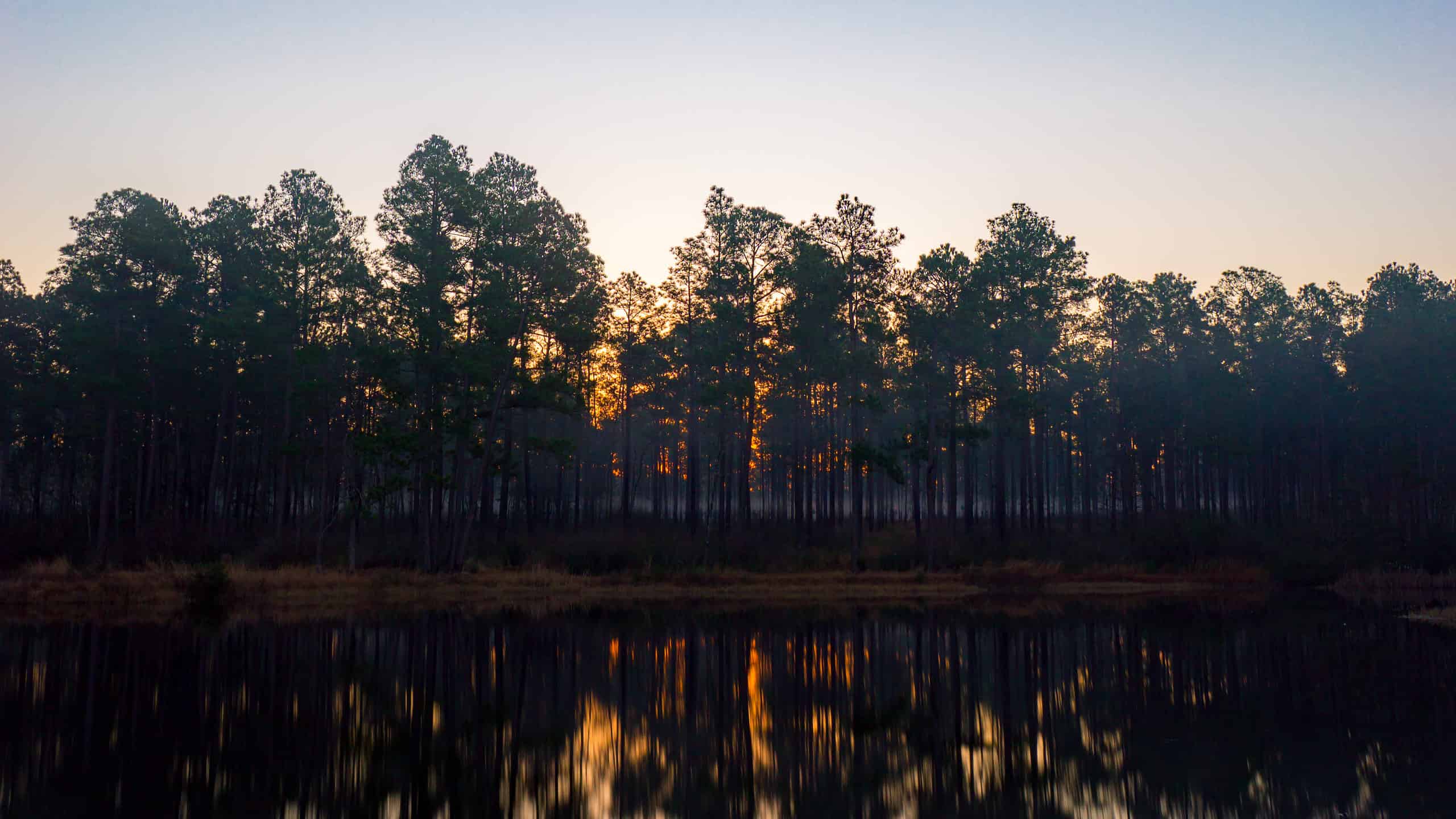 Scopri la foresta più grande del Mississippi (e ciò che vive al suo interno)