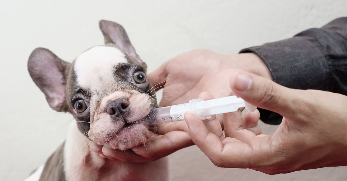Tipi comuni di antibiotici per cani