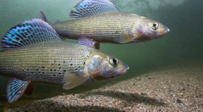 Scopri 7 pesci spettacolari trovati in Mongolia
