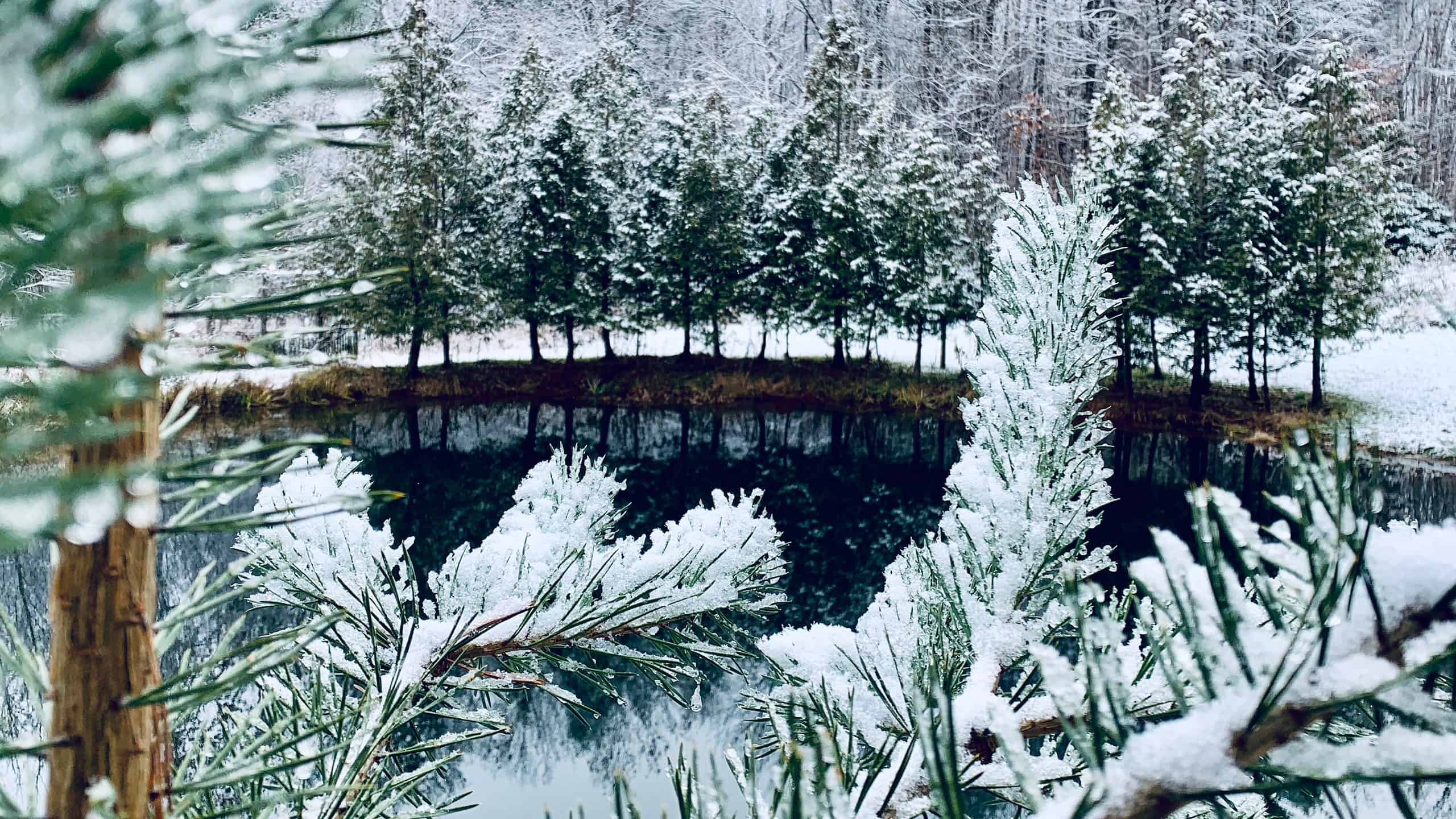 Scopri la foresta più grande del Maine (e ciò che vive al suo interno)