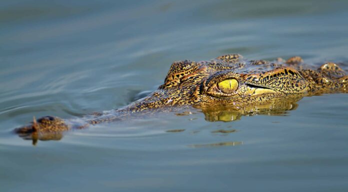 Il video cattura la scena caotica di un coccodrillo del Nilo che morde un pescatore
