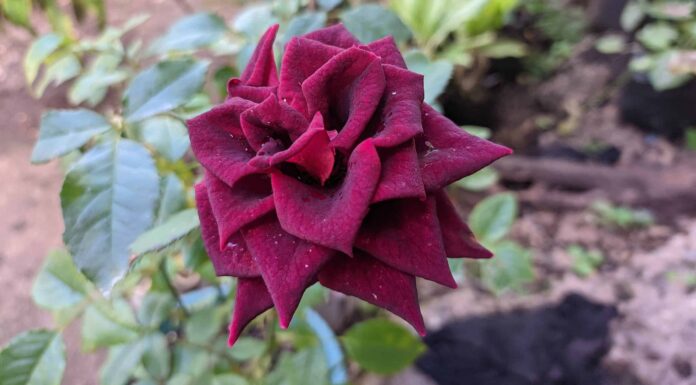 7 rose che prosperano nel Wisconsin
