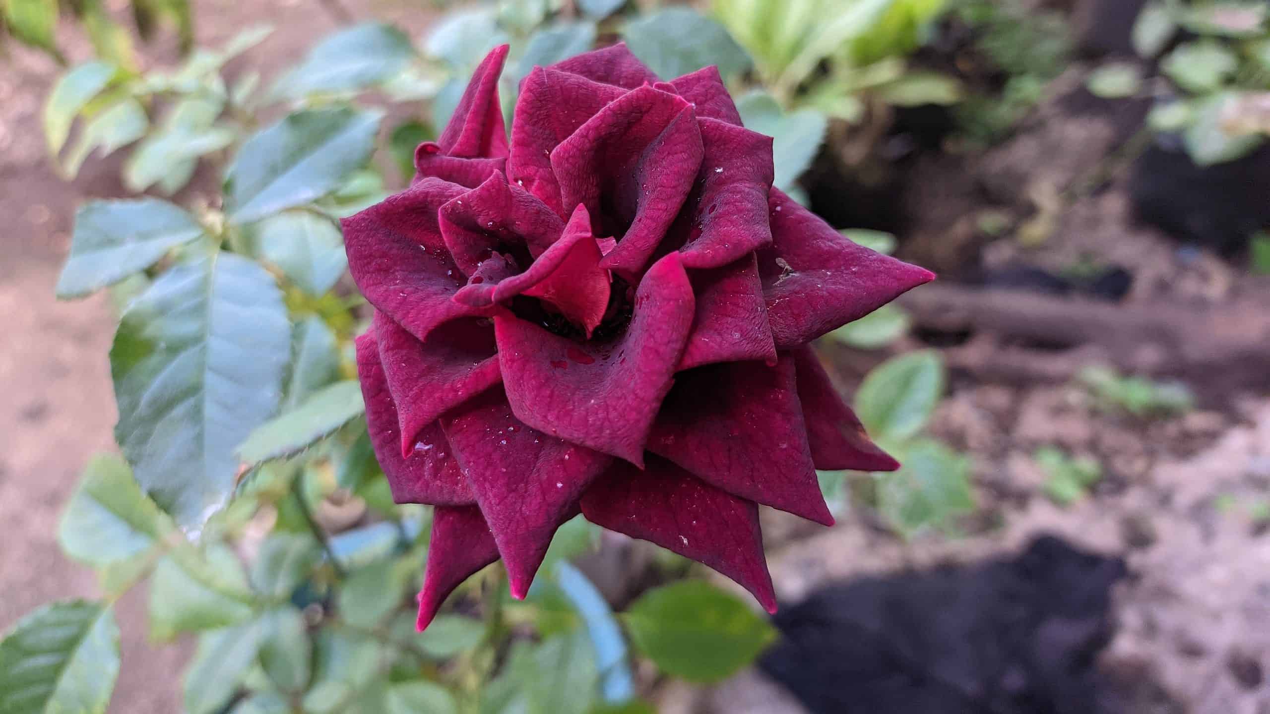 7 rose che prosperano nel Wisconsin