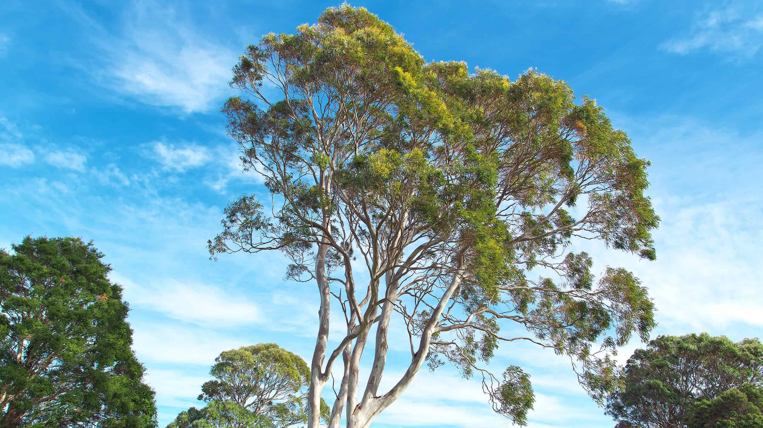 12 splendidi alberi originari dell'Australia