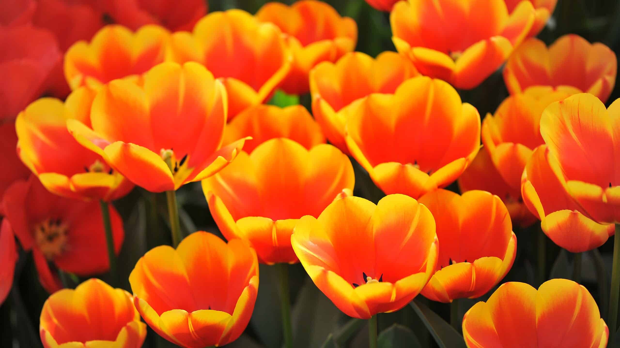 11 splendidi tulipani da coltivare in Kentucky