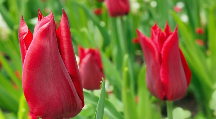 Puoi coltivare tulipani in Florida?
