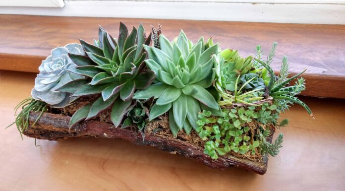 Cura succulenta in autunno: tutto ciò che dovresti sapere
