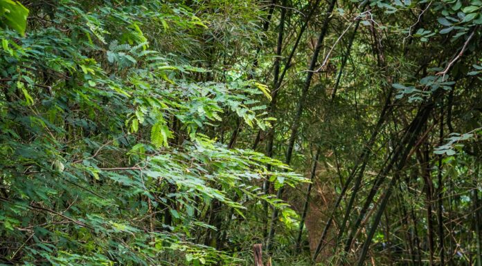 Scopri i 6 migliori zoo in assoluto del Midwest (e il momento ideale per visitarli ciascuno)
