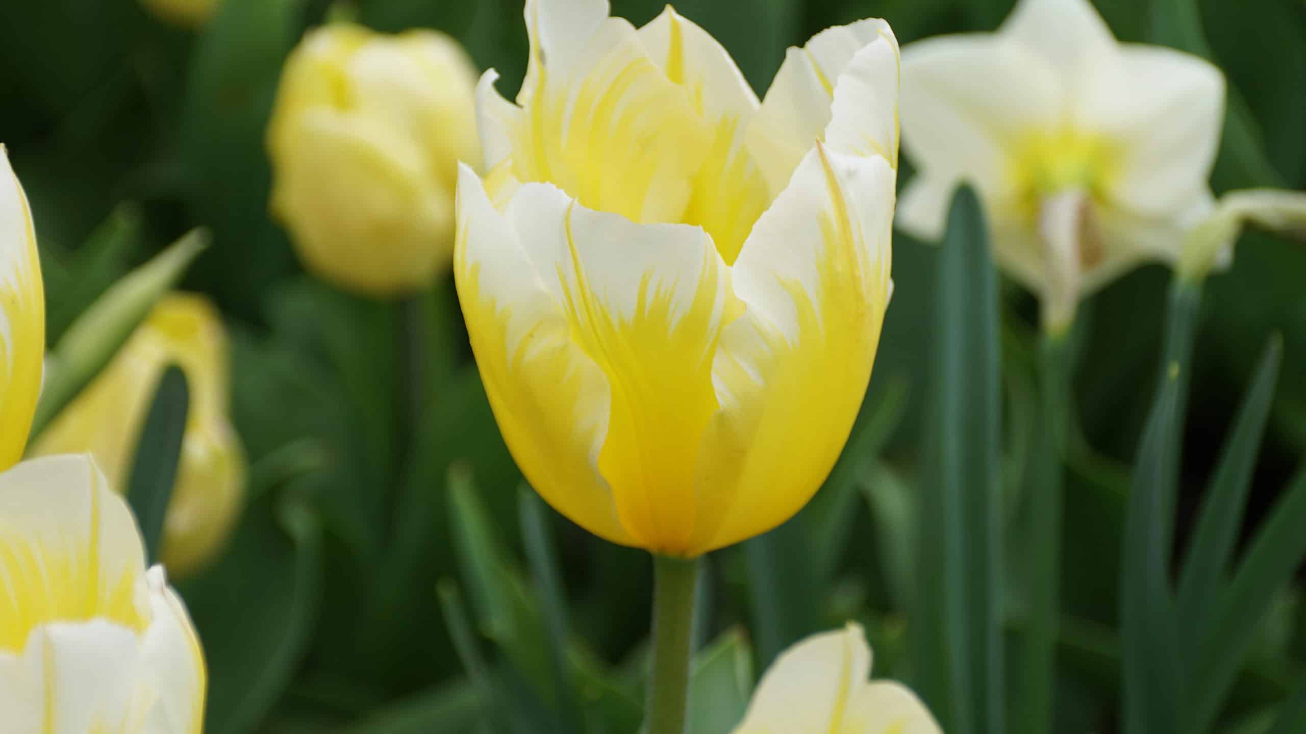 Quando sono i tulipani in stagione?