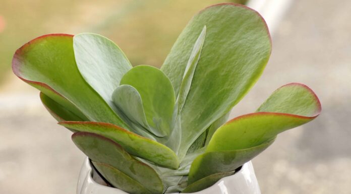 Kalanchoe Luciae contro Thyrsiflora
