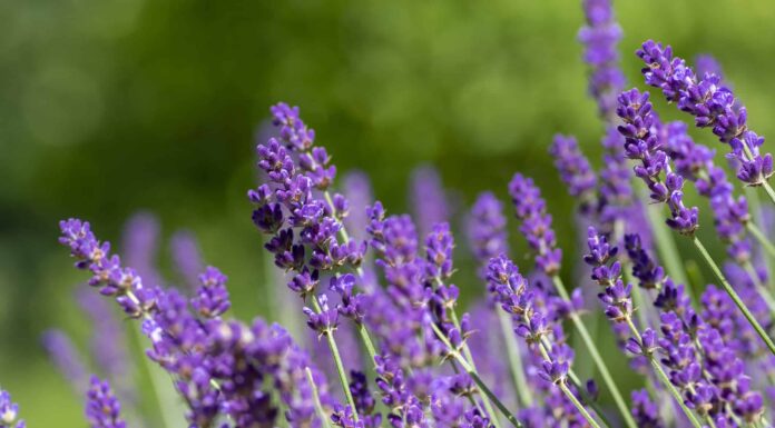 Scopri Il fiore nazionale del Portogallo: la lavanda
