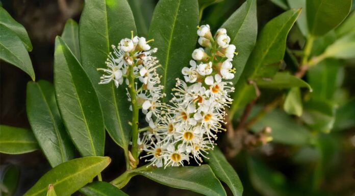 8 alberi mozzafiato originari dell'Italia
