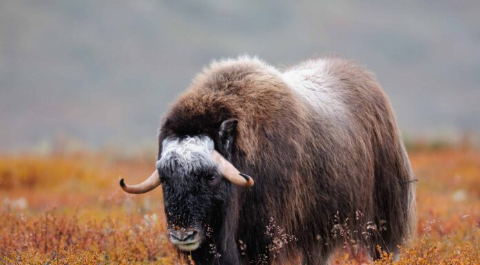 Anno del Bue: significato zodiacale cinese e anni
