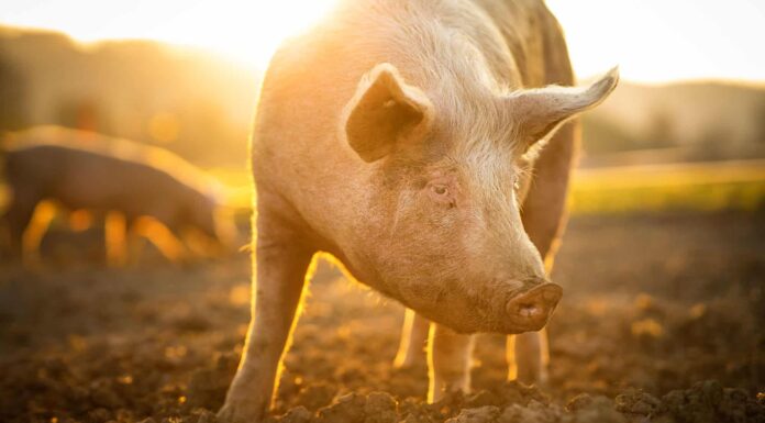 Anno del maiale: significato e anni dello zodiaco cinese
