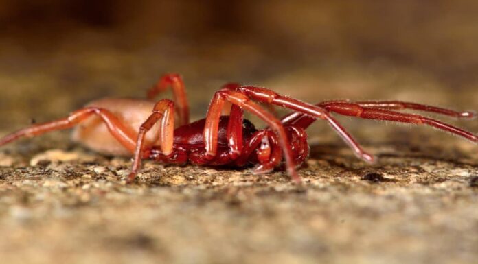 I 10 ragni più terrificanti trovati in Irlanda
