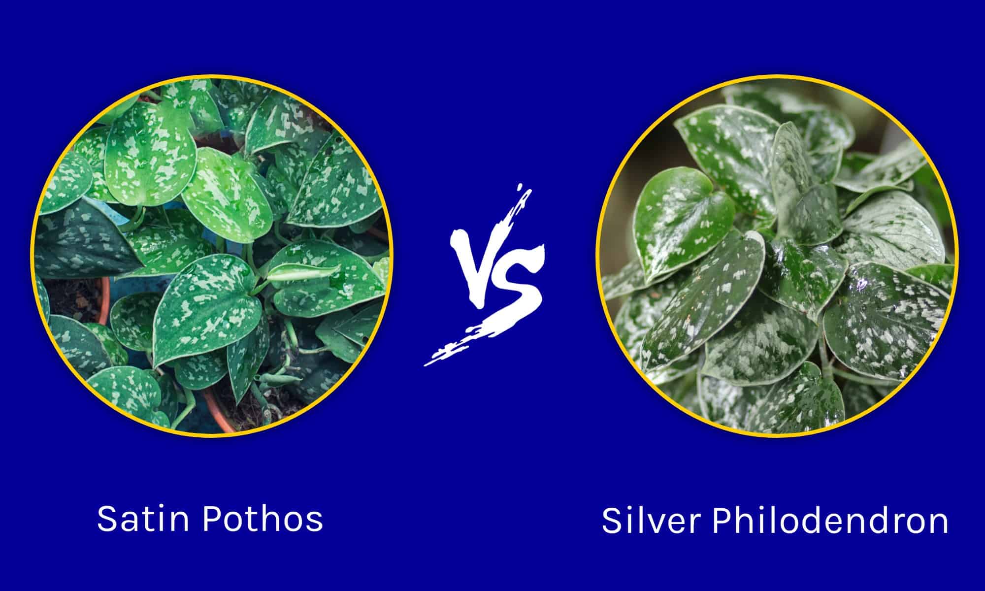 Pothos satinato contro Filodendro d'argento